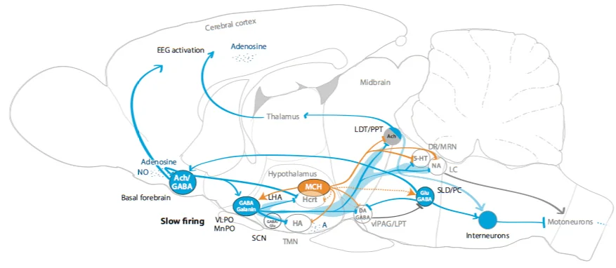Publication in Annual Review of Neuroscience
