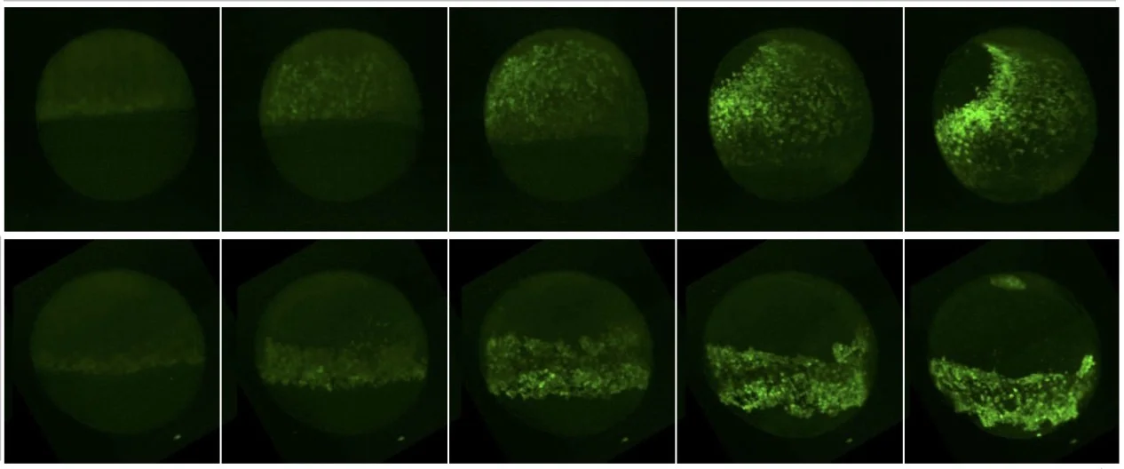 Meg's paper published in eLife