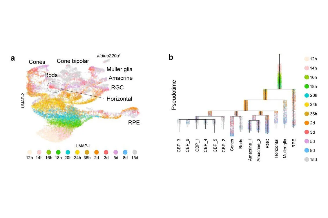 Bushra's new paper on the emergence of neuronal diversity is now on the bioRxiv!