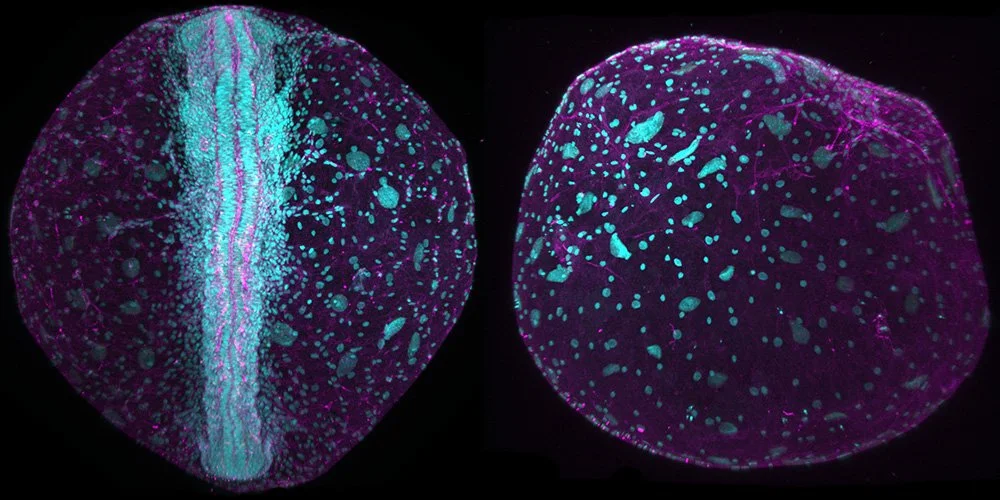 Congratulations to Phil whose killifish paper is now out in Science!