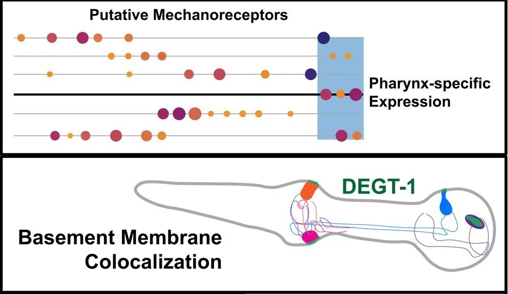 Congratulations to Emily as her paper on internal mechanosensation is published!