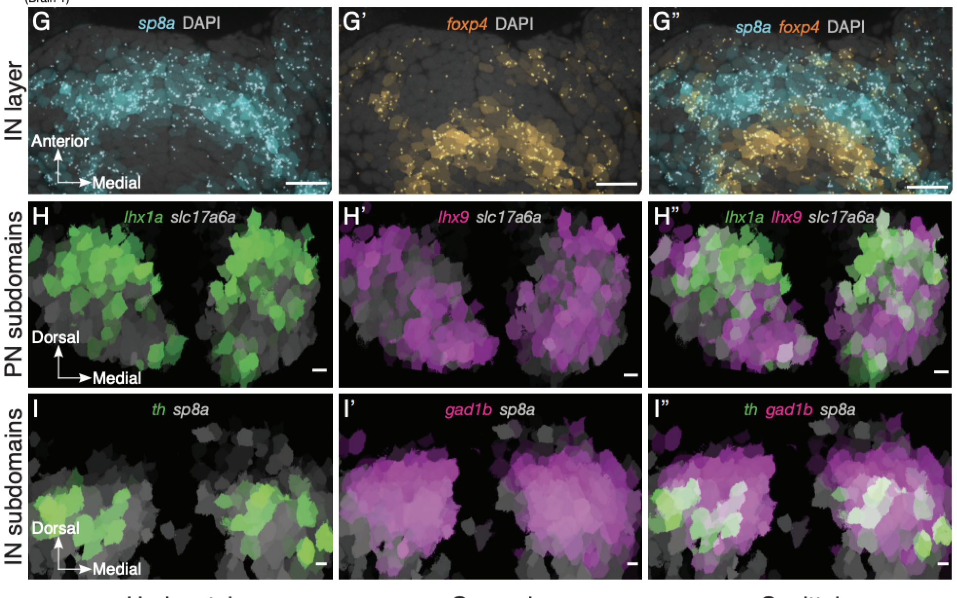 Congratulations to Oded on his preprint!