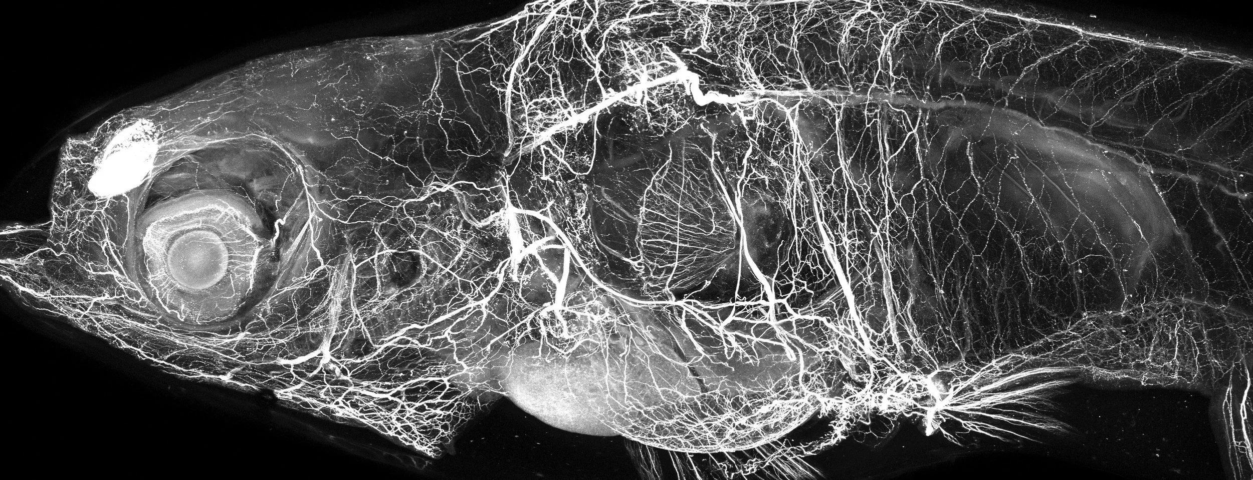 Emily's Danionella paper is out on bioRxiv!