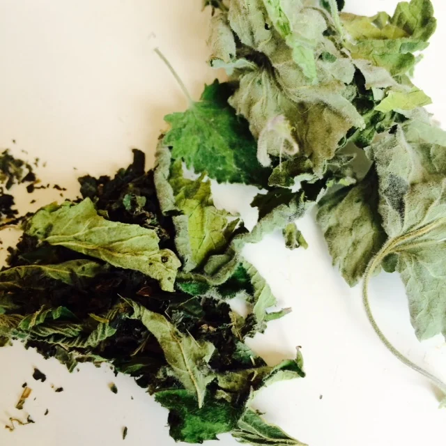 nettles and catnip