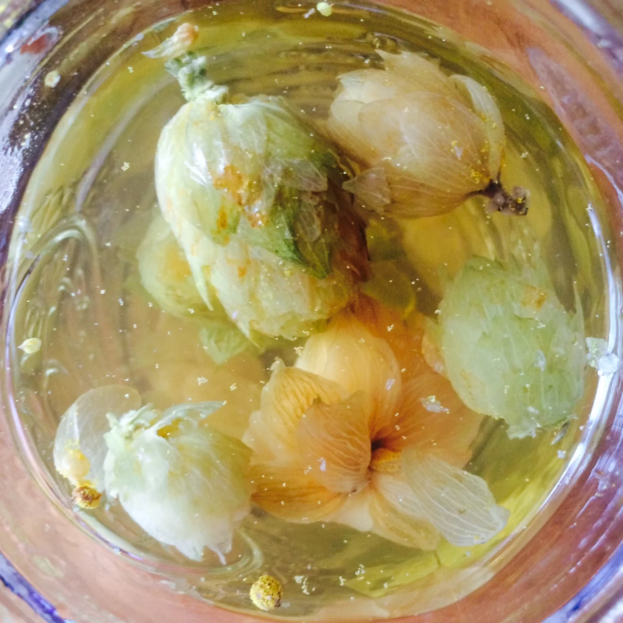 my own image of hops flower in tea