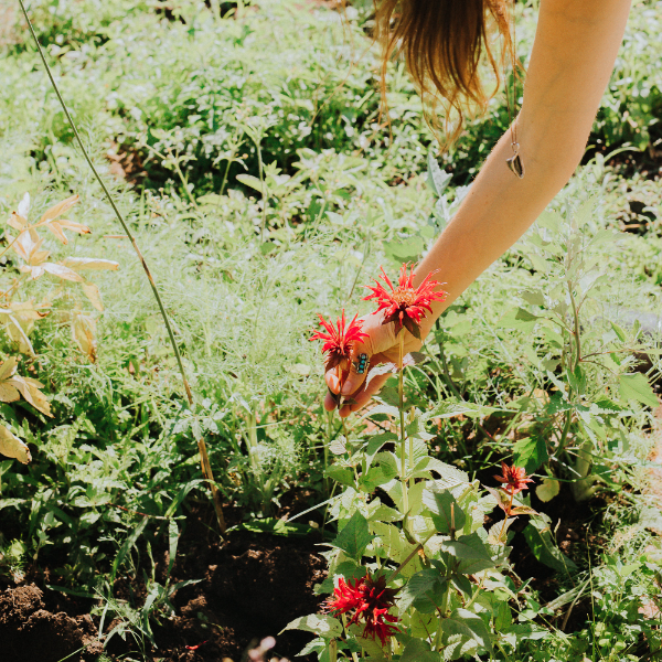 red Monarda Didyma flowers