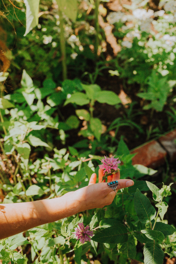 pink Monarda fistulosa