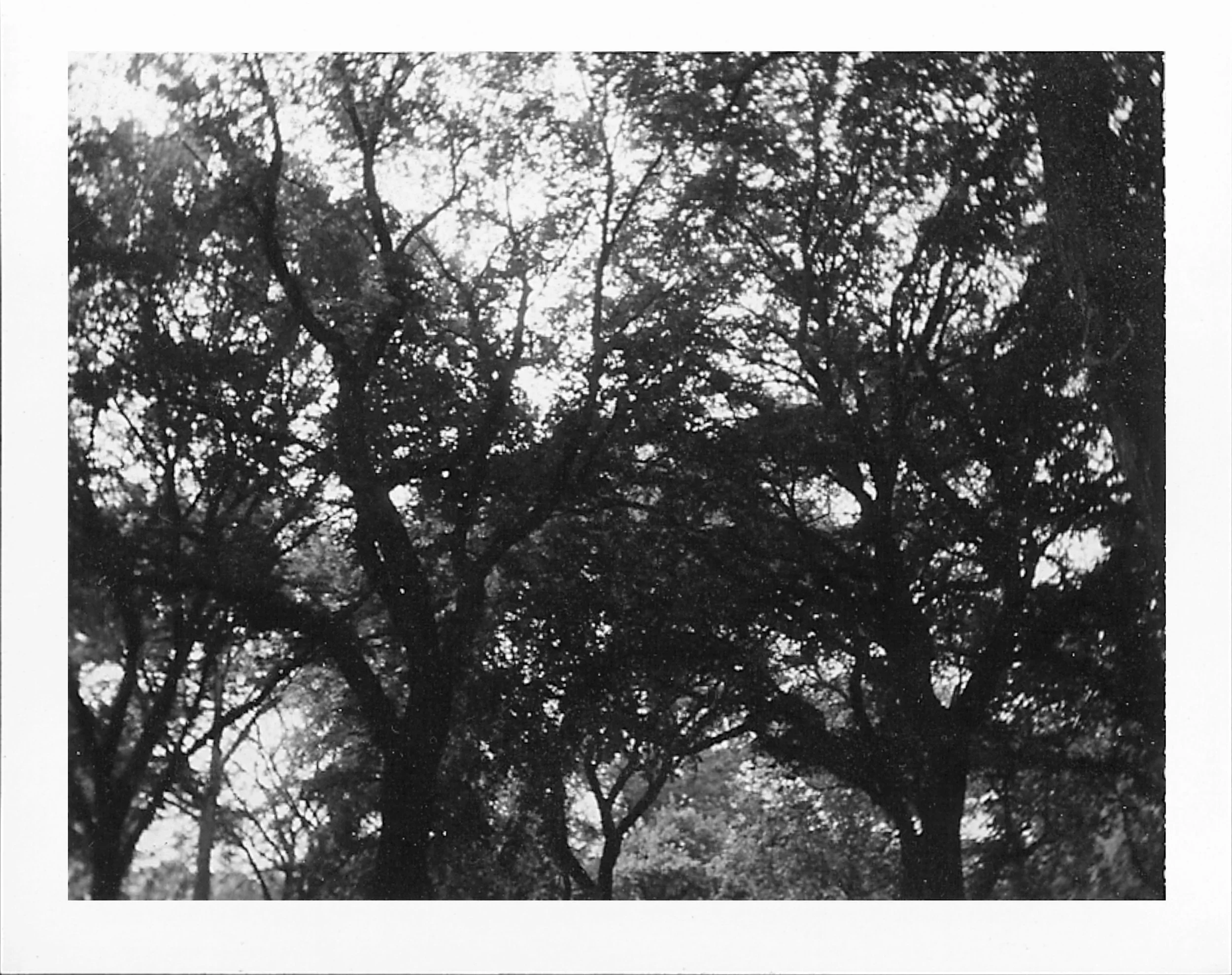 centralparktree1.jpg