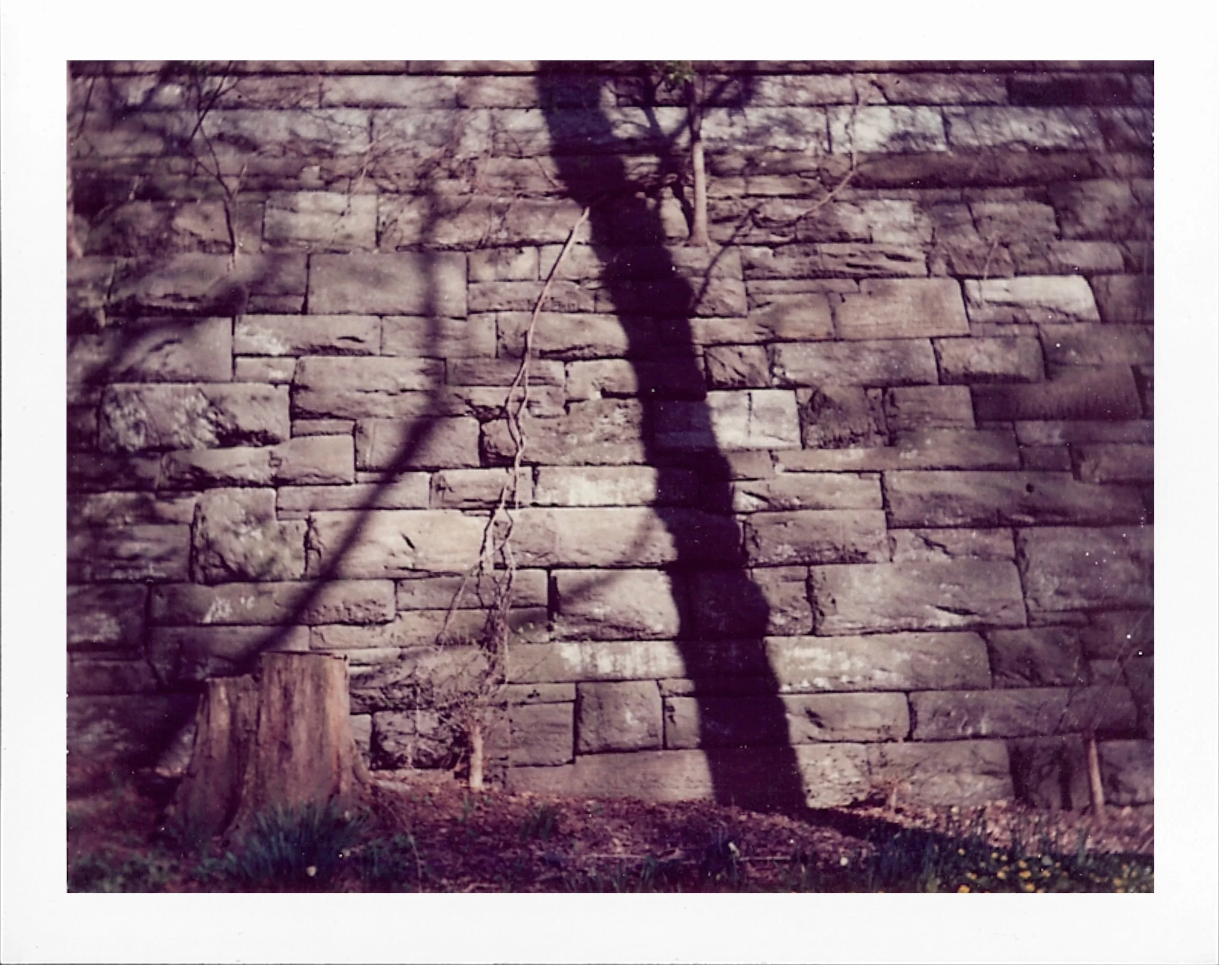 riverside park tree1.jpg