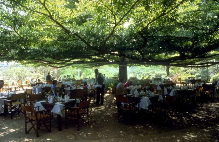 Terminalia terrace 2SM.jpg