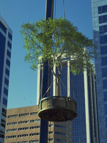 Darling Harbour tree move.jpg