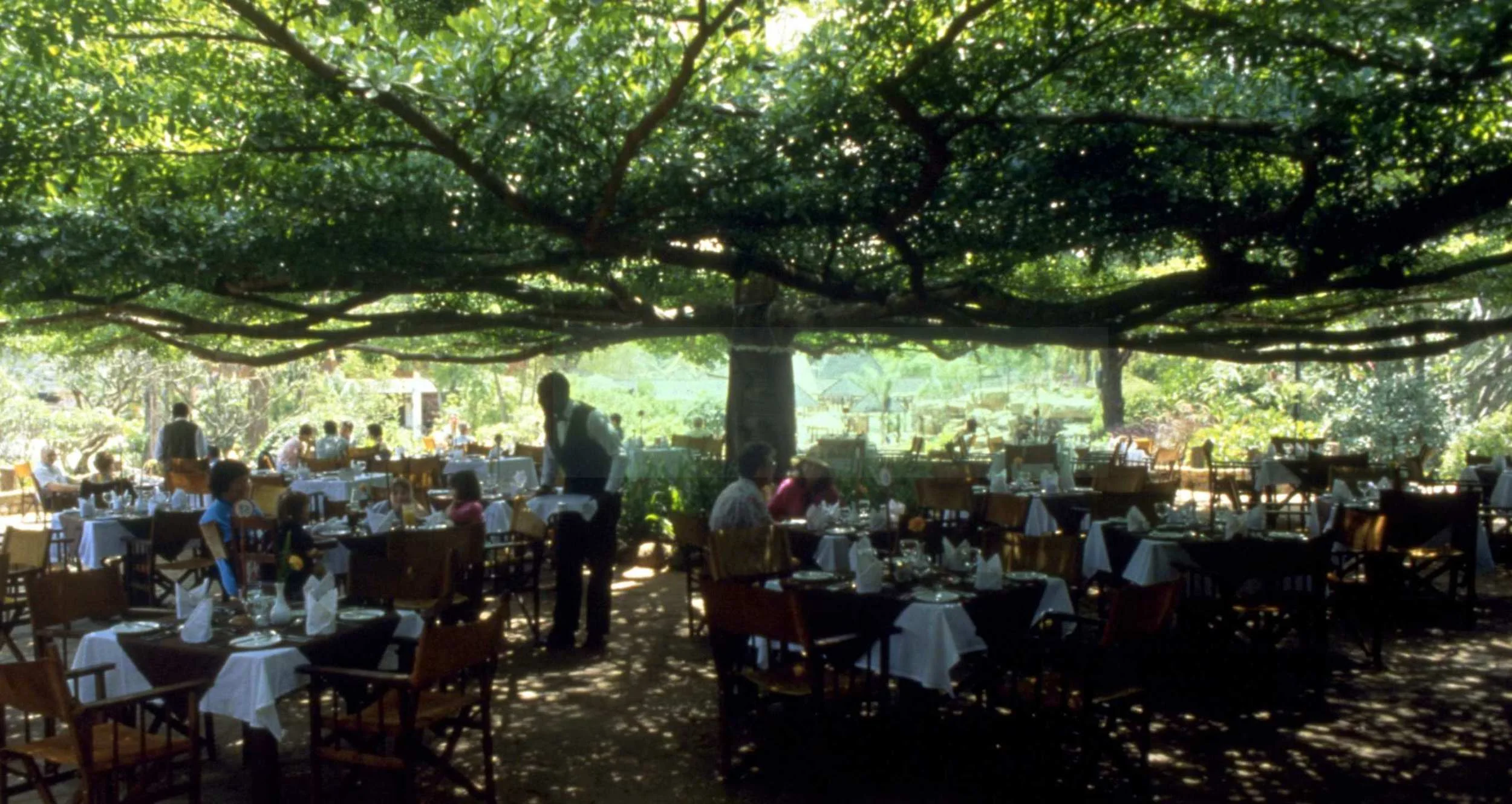 Terminalia terrace 2.JPG