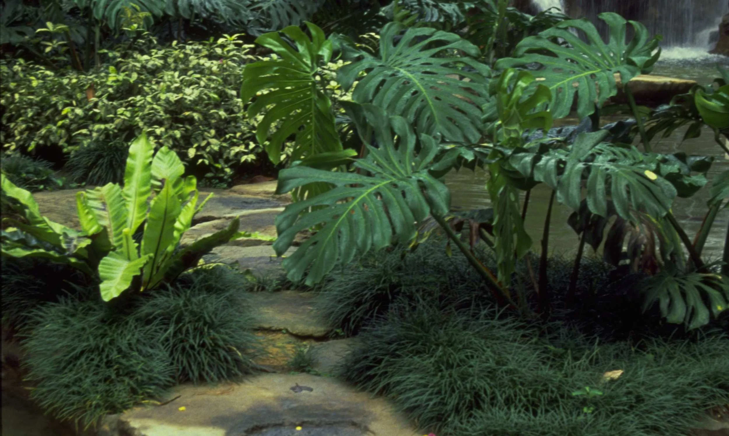 Hyatt Spore closeup lg.JPG