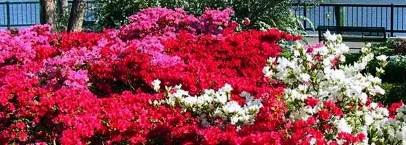 azaleas.JPG