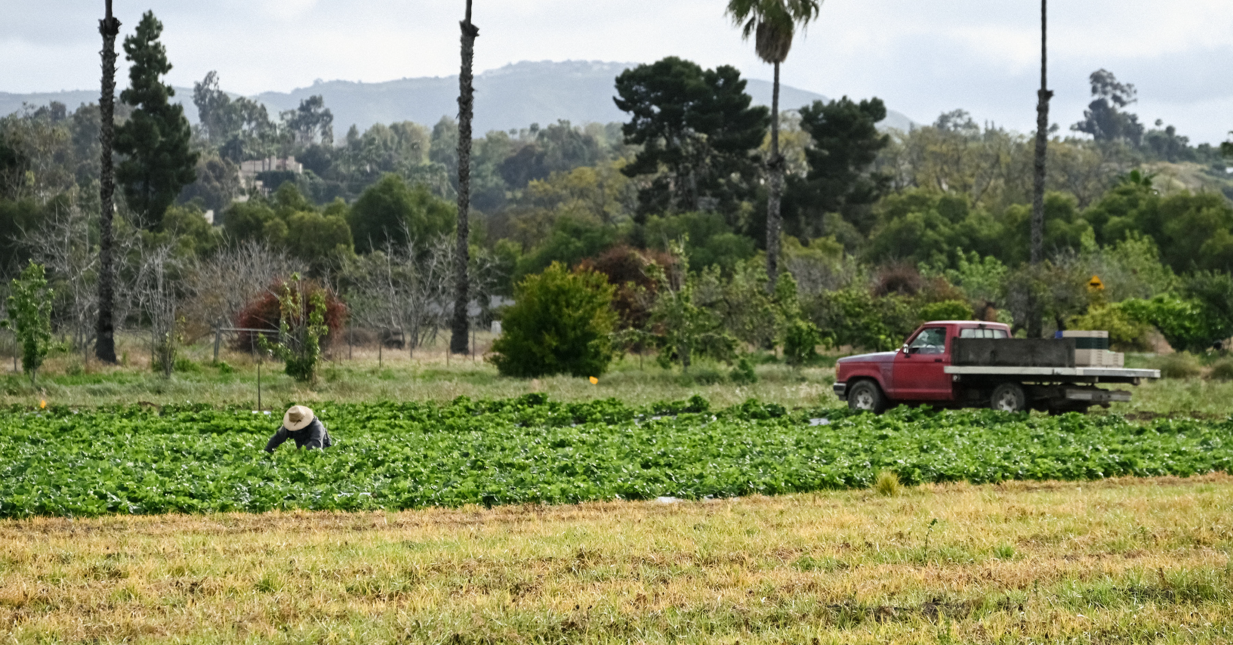 ChinoFarms_SiteAssets_Asset 3.png