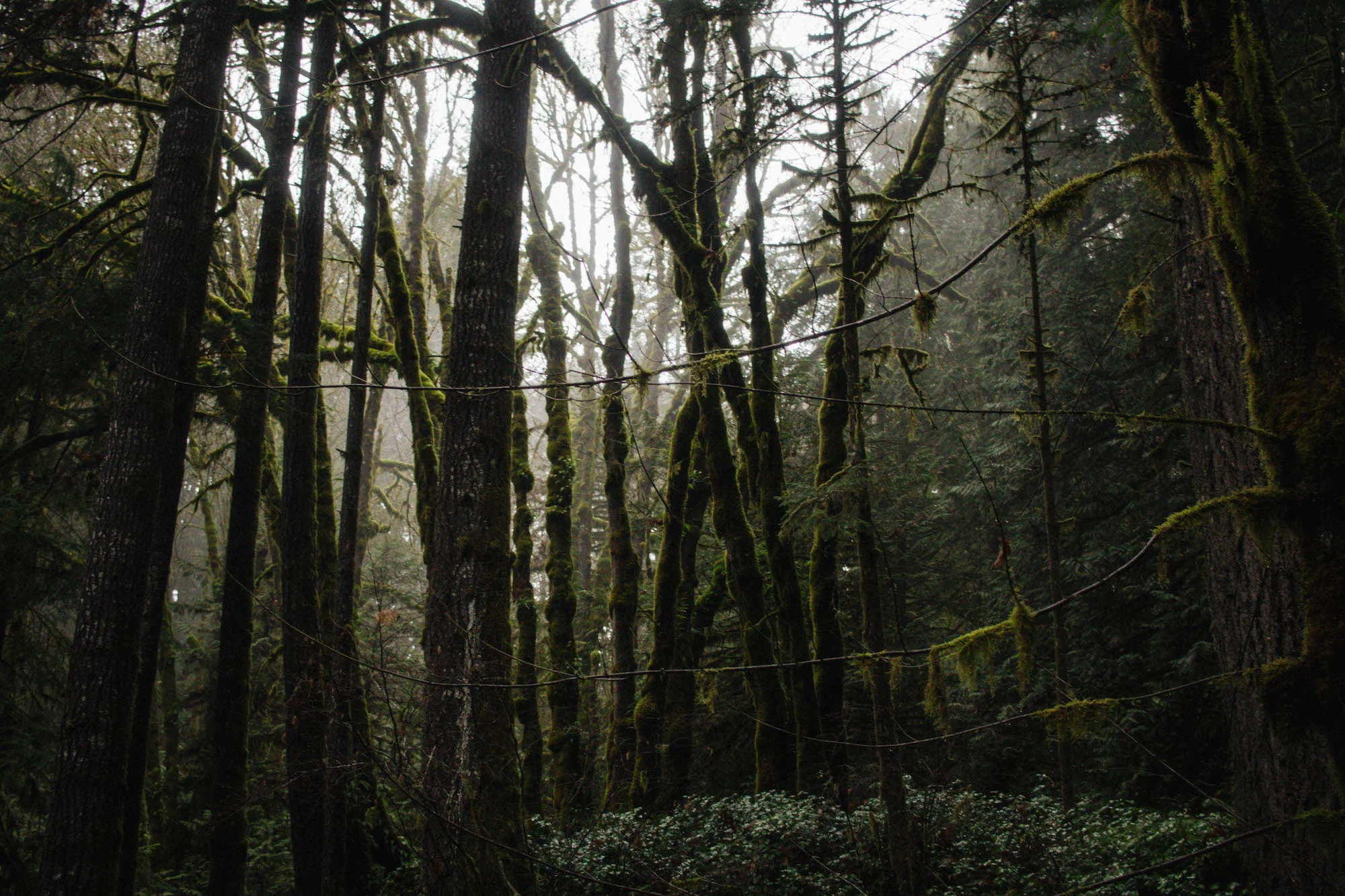Christa-Fontaine_goldstream_2018-12-14-2 copy.jpg