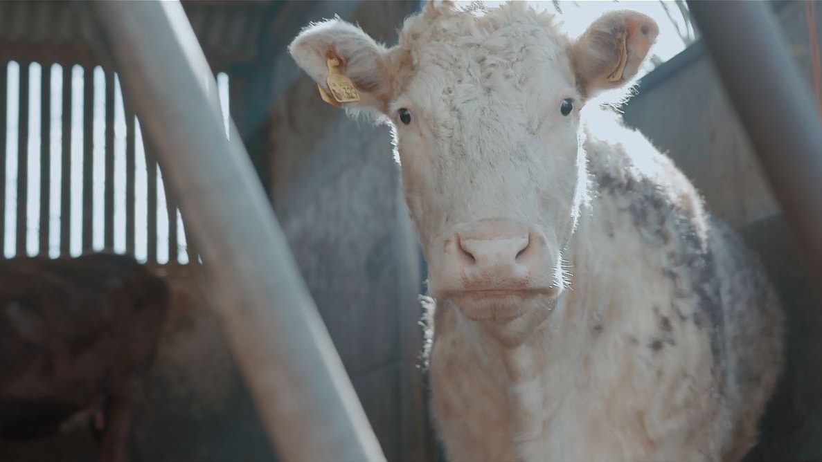 73 Cows