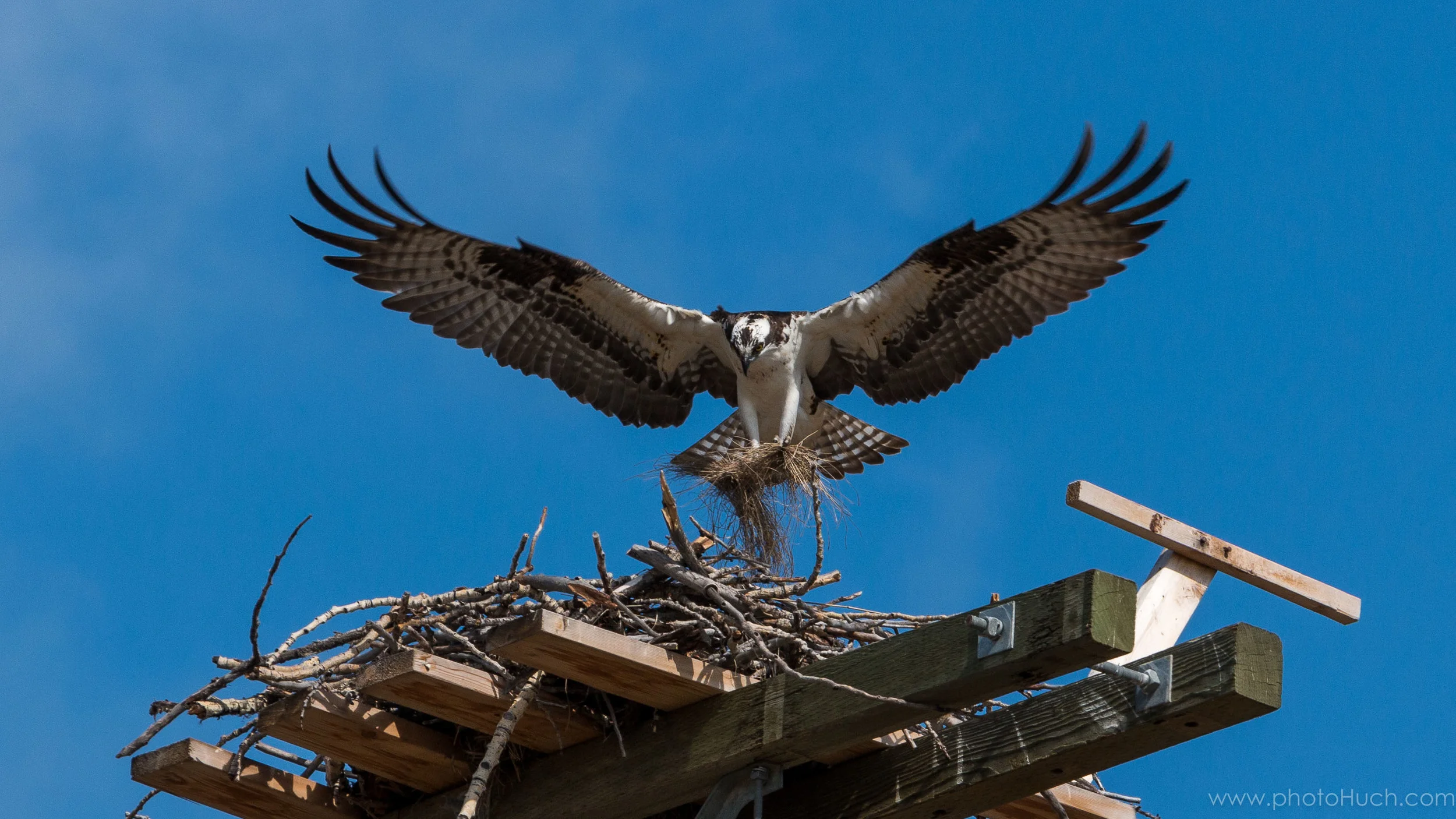 Osprey.jpg