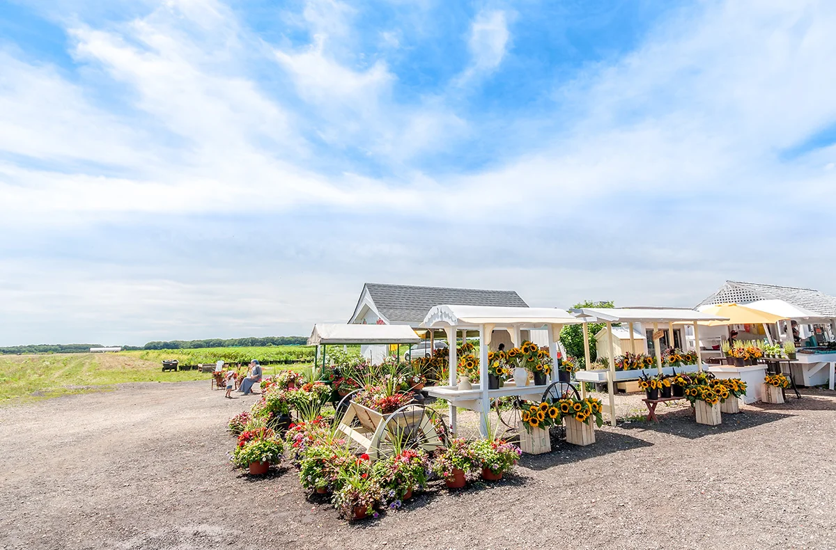 Patty's Berries and Bunches Farm Stand