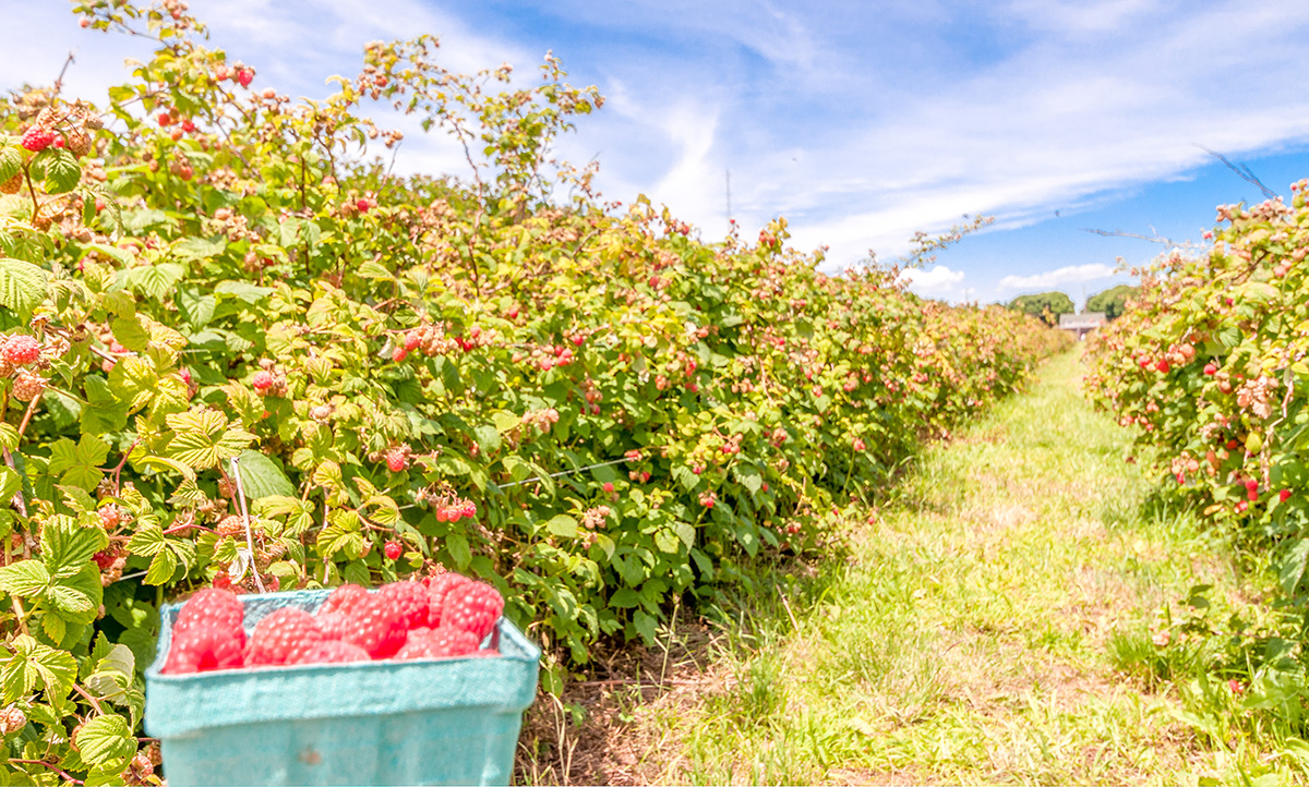 Raspberries, please!