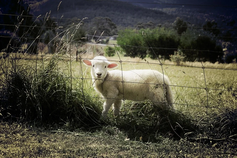 lamb-451982_960_720-min.jpg