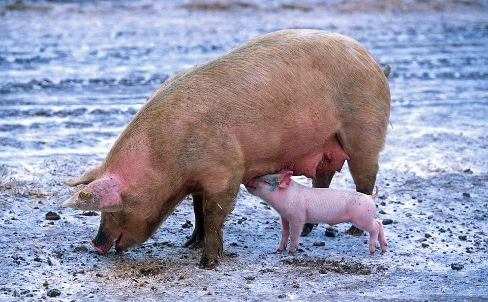 pig-139712_960_720-min.jpg