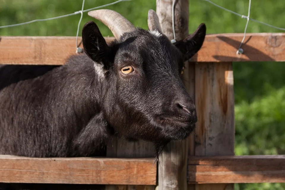 domestic-goat-207309_960_720-min.jpg