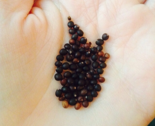 sage plant seeds.jpg
