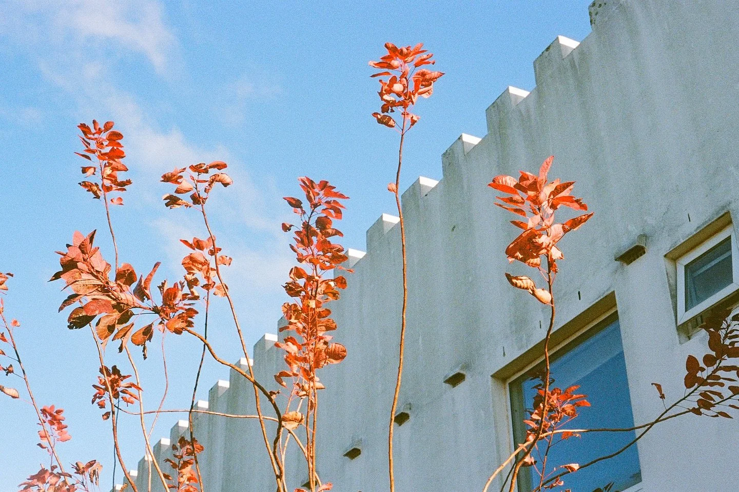 🌞
Ultramax, always.
#35mm #infilmwetrust #analogphotography #filmphotography #analogfilm #thefilmrenaissance #moderndayanalogue #filmisnotdead #thefilmstead #restorefrombackup #negativemag #naturefilmed #madewithkodak #solarcollective #shootfilmmag 