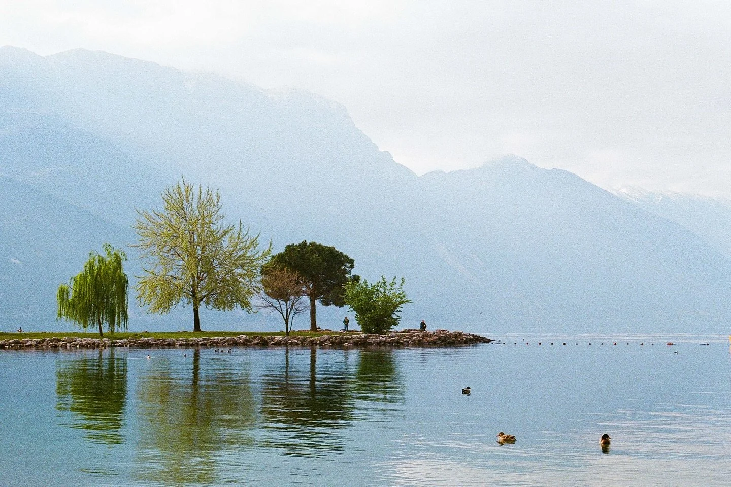 Lago di Garda 
Ultramax

#35mm #infilmwetrust #analogphotography #filmphotography #analogfilm #thefilmrenaissance #moderndayanalogue #filmisnotdead #thefilmstead #restorefrombackup #negativemag #naturefilmed #madewithkodak #solarcollective #shootfilm
