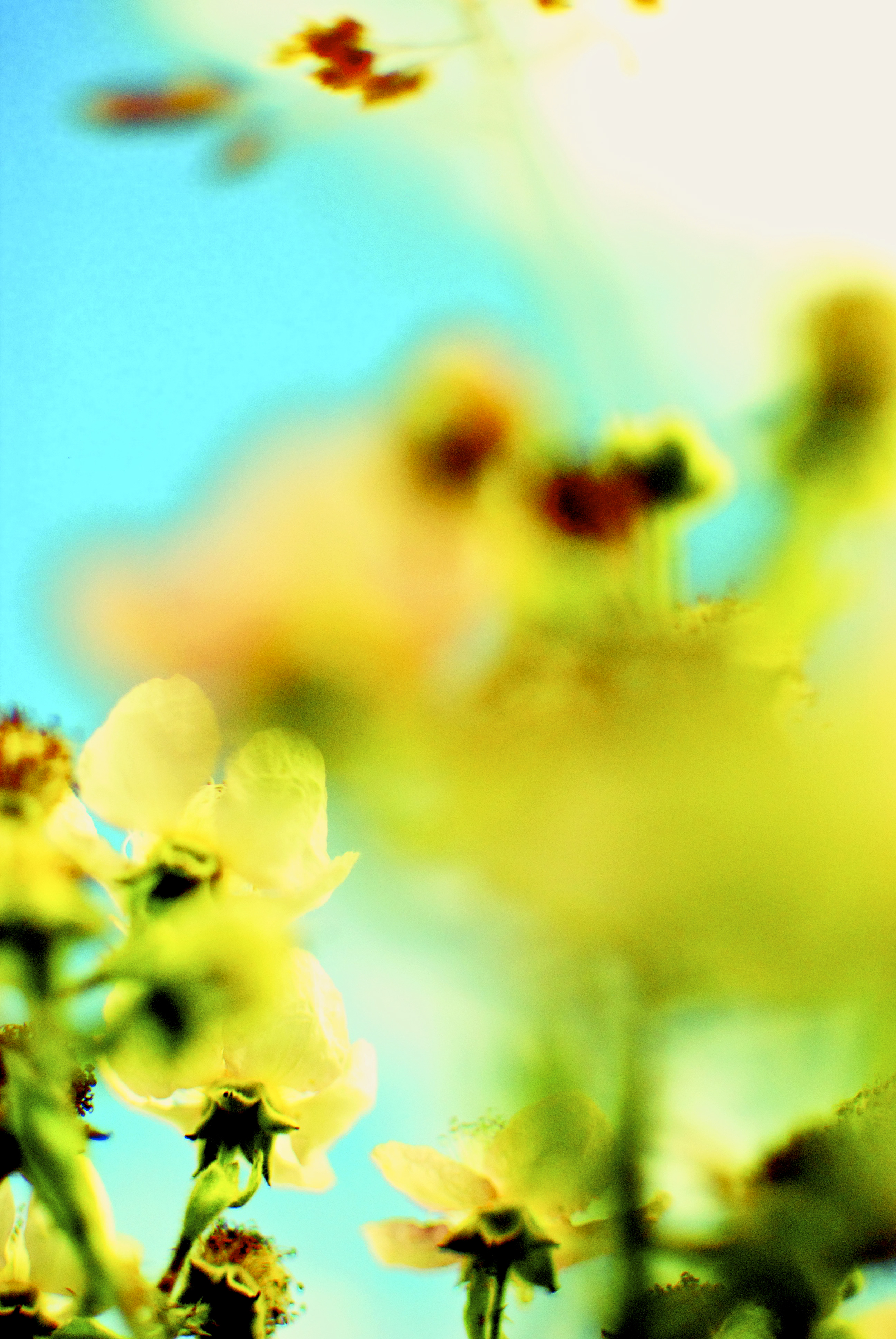 Blurred Yellow Rose.jpg