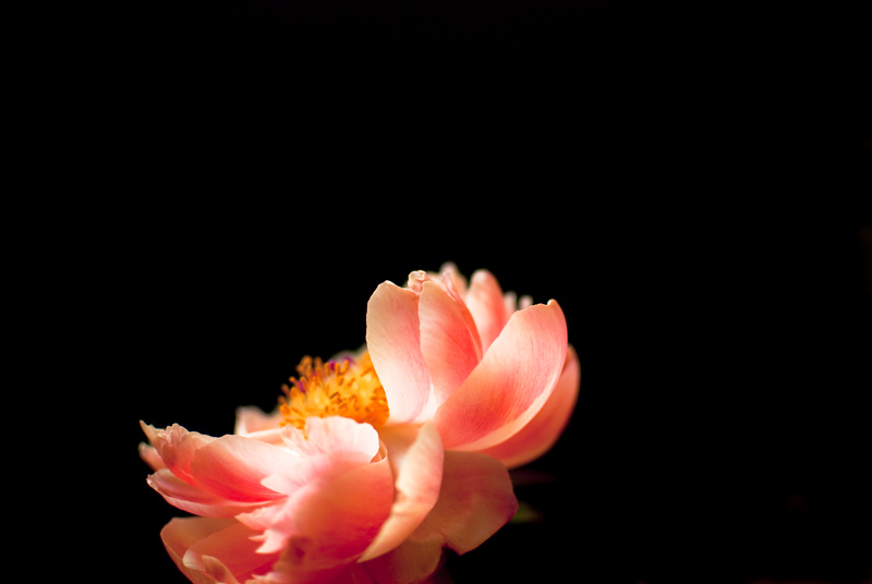 Pink Peony.jpg