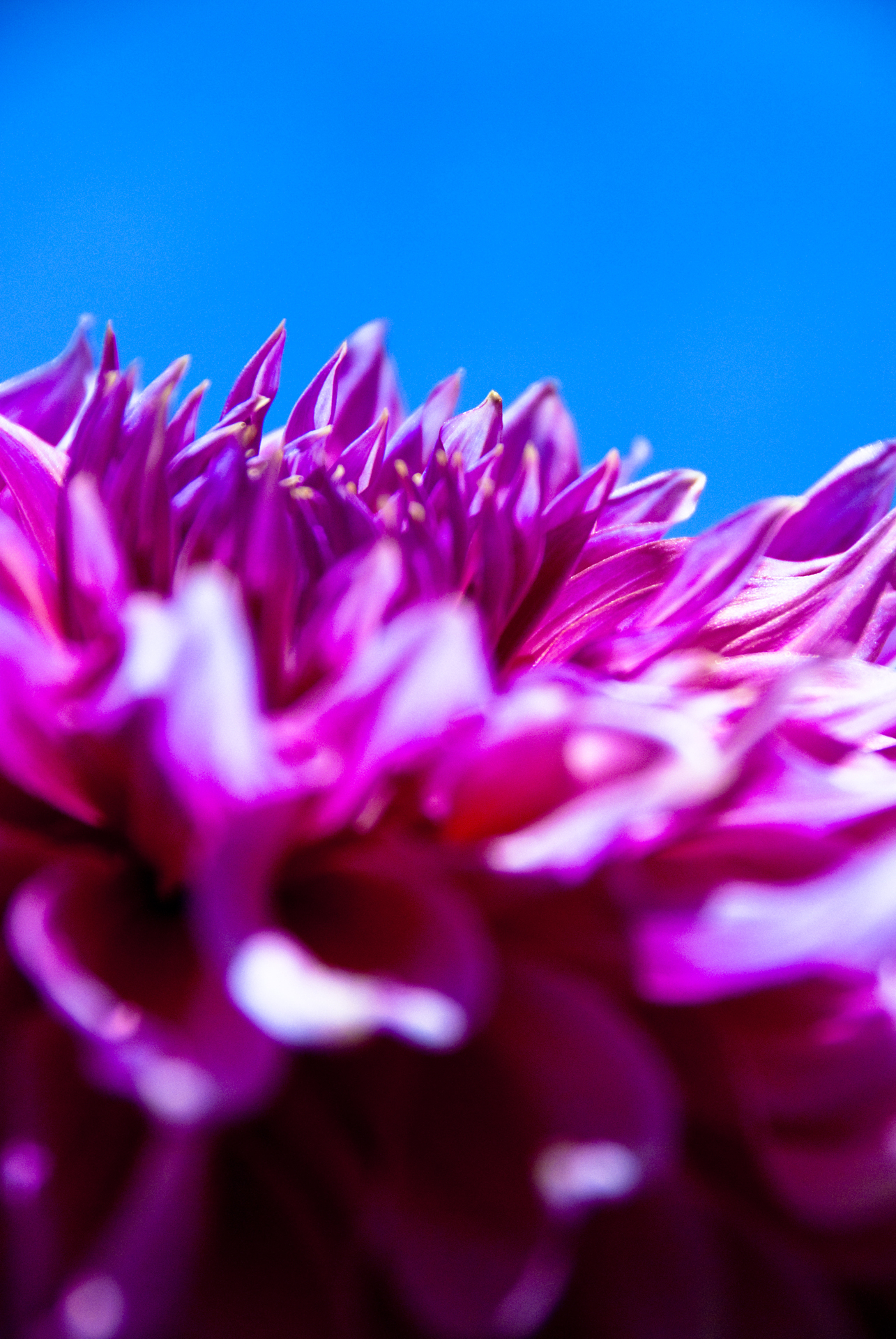 purple dahlia.jpg