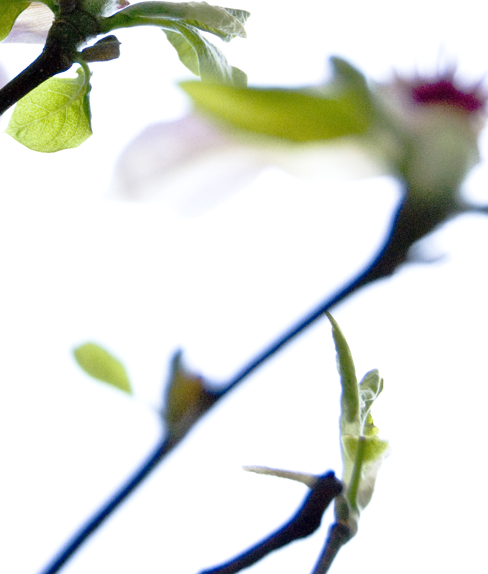 blurred magnolia.jpg