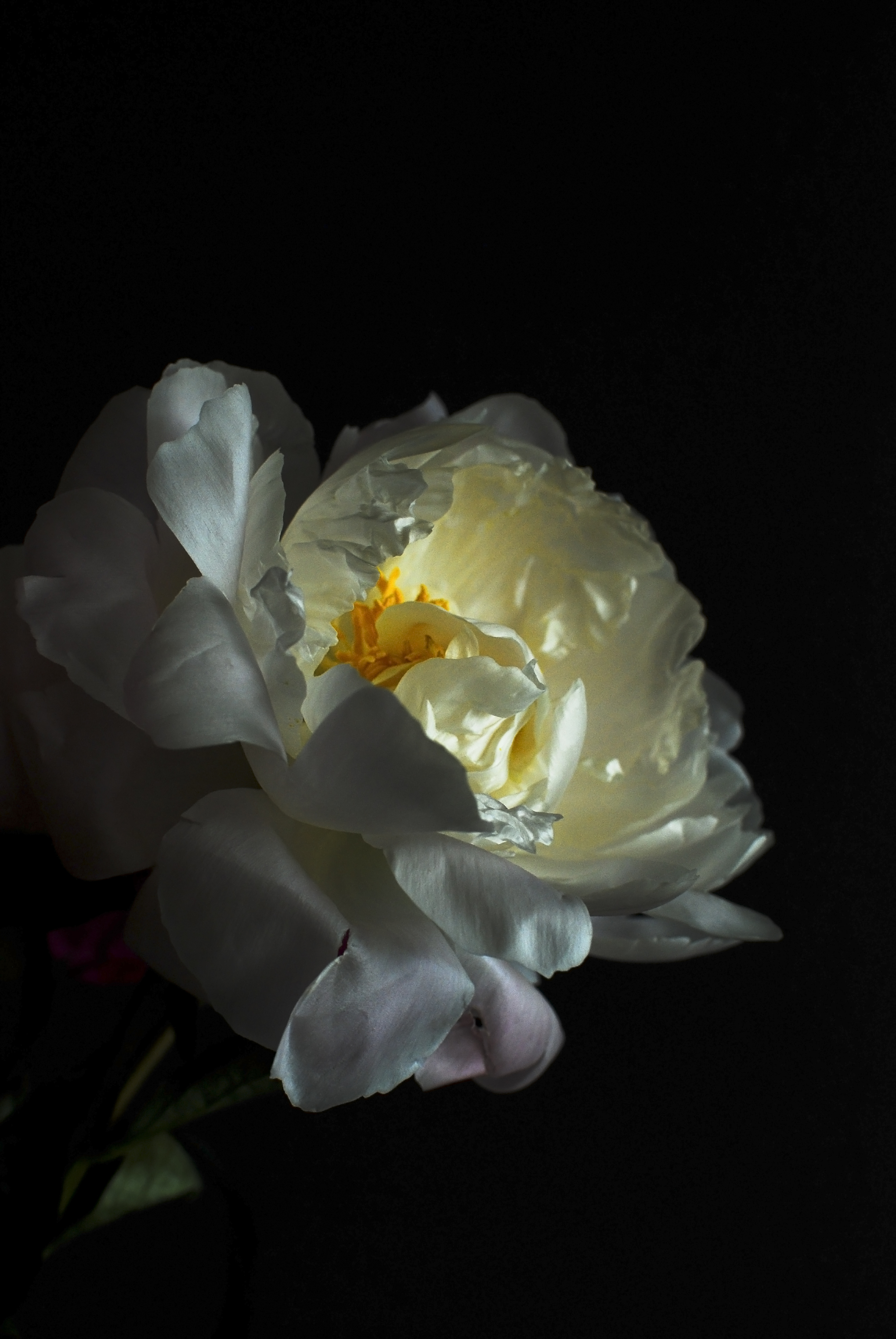 pale peony on black.jpg