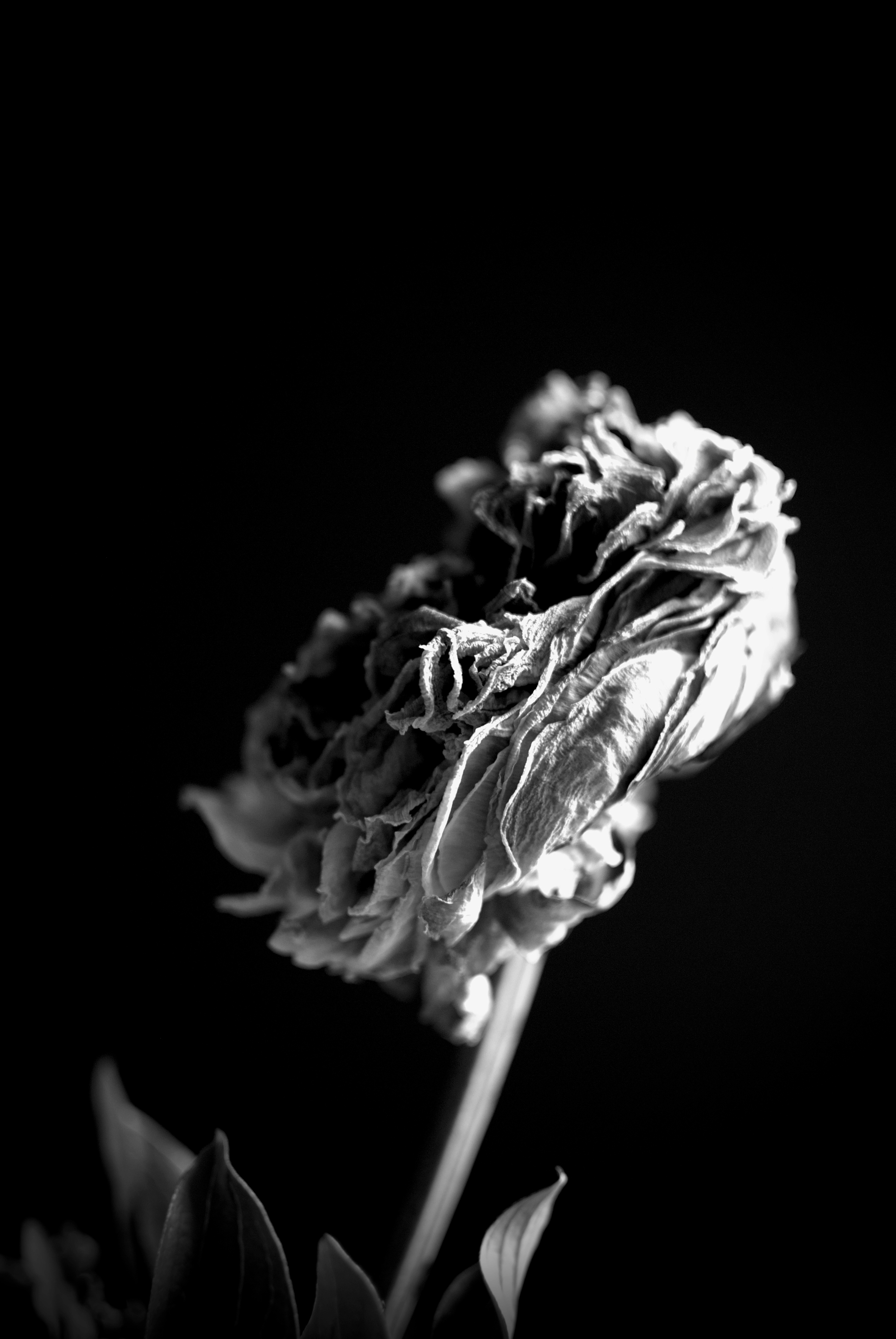 B&W Peony #6_1.jpg