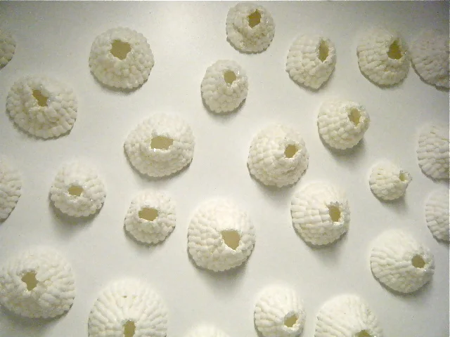   Biodegradable packing peanuts and saliva   Exhibited/Performed:&nbsp;  "TPS: Performance Documents", curated by Flounder Lee, SpaceCamp Gallery, Indianapolis, IN, USA, February 2011  "Material Considerations", curated by Jennifer Forsyth, The Works