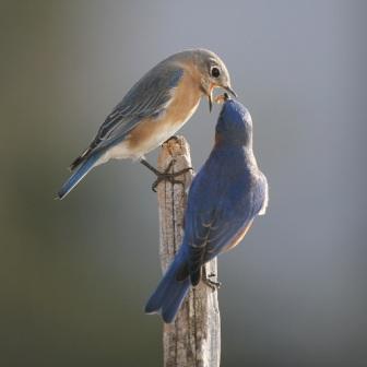 Attracting Bluebirds in Michigan 