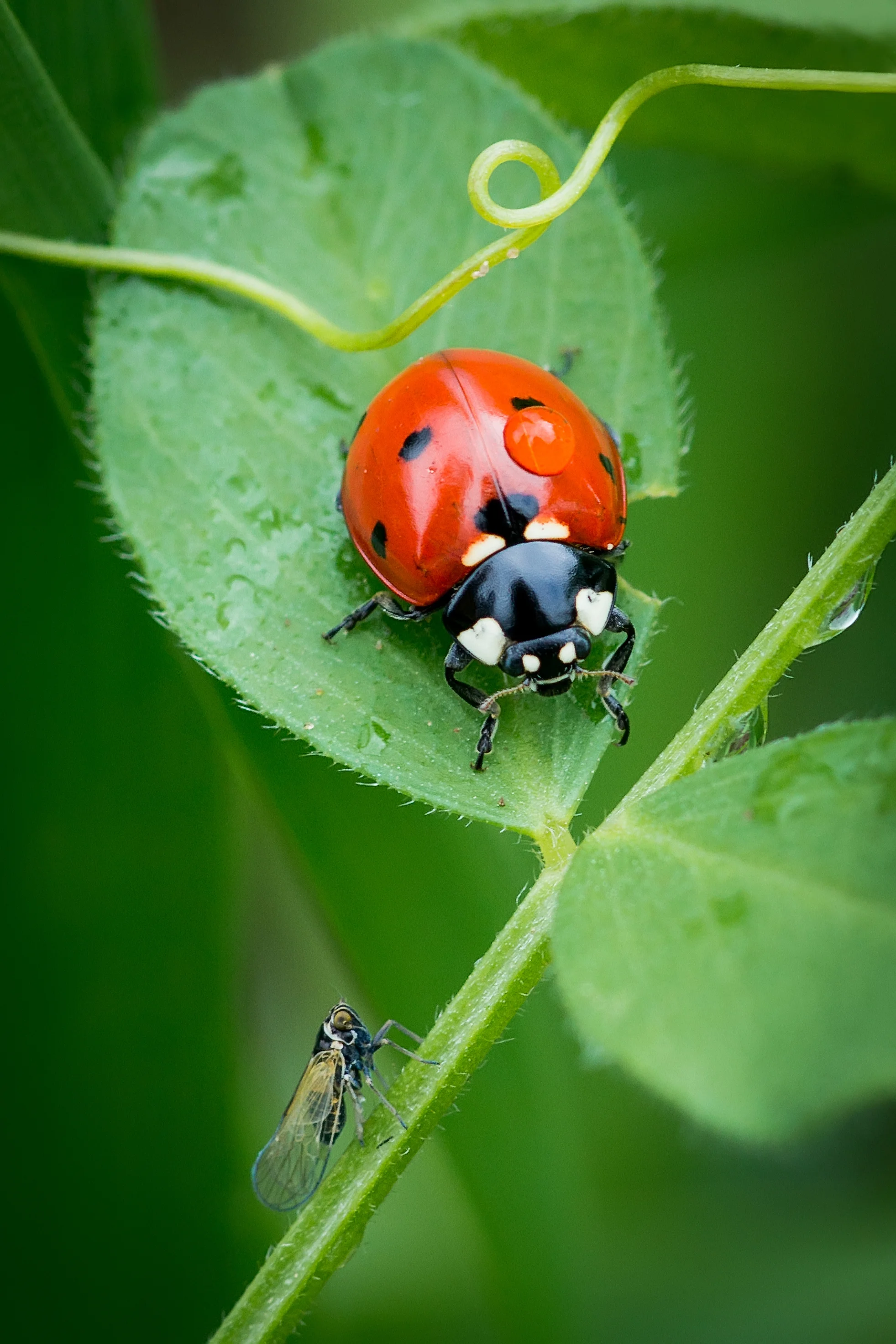 Ladybug.jpg
