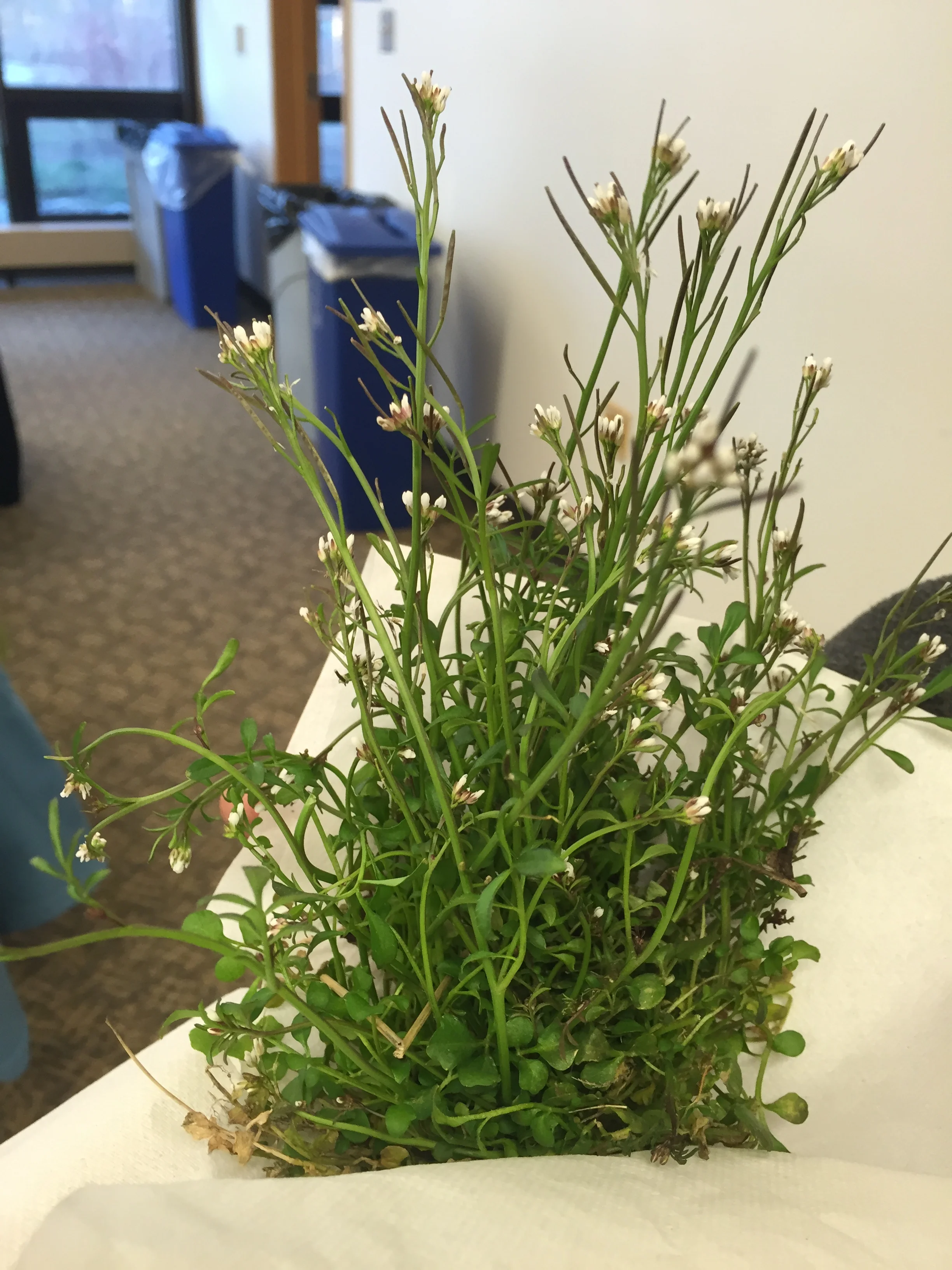 Hairy Bittercress Weed