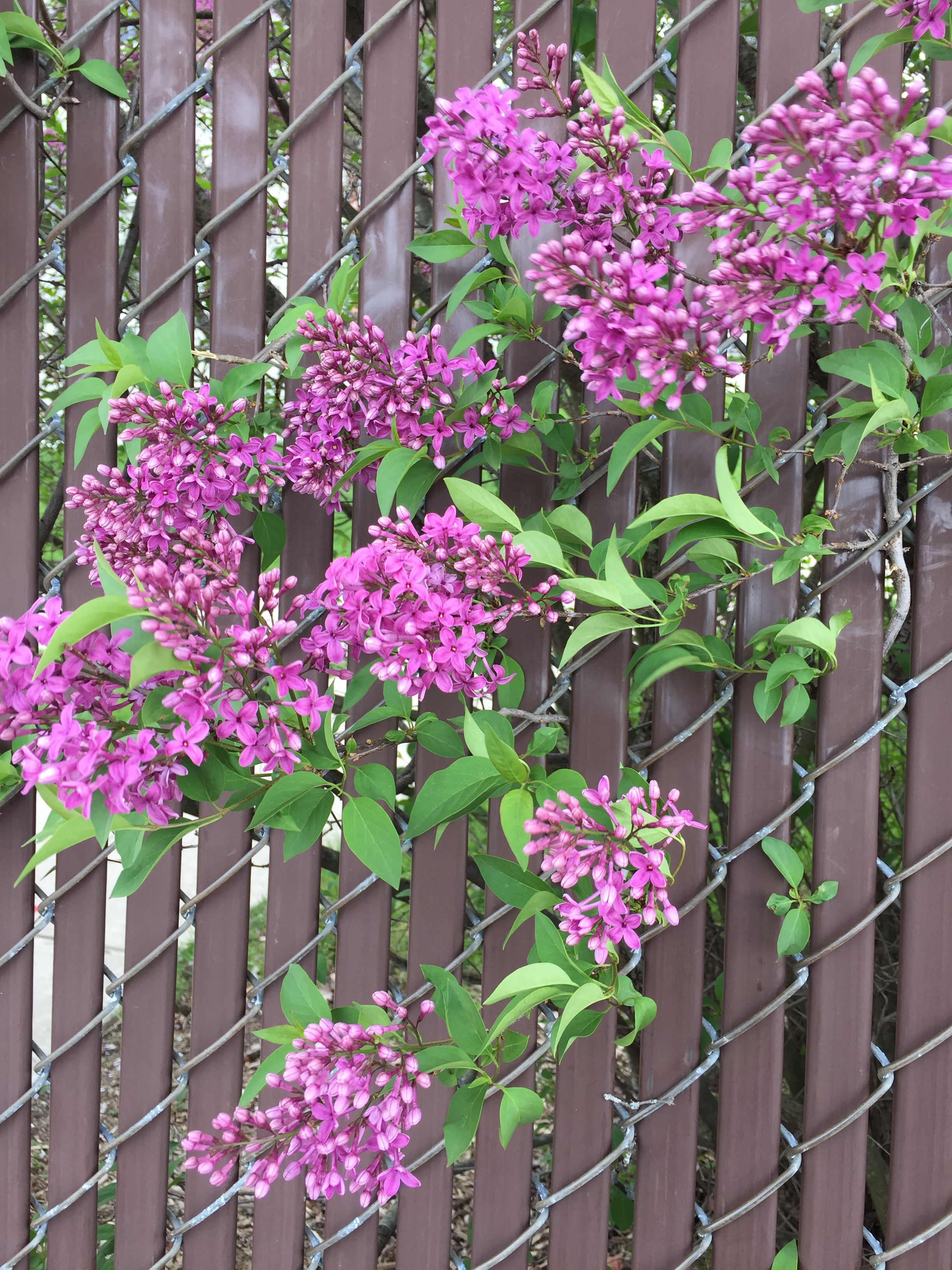 Lilacs.JPG