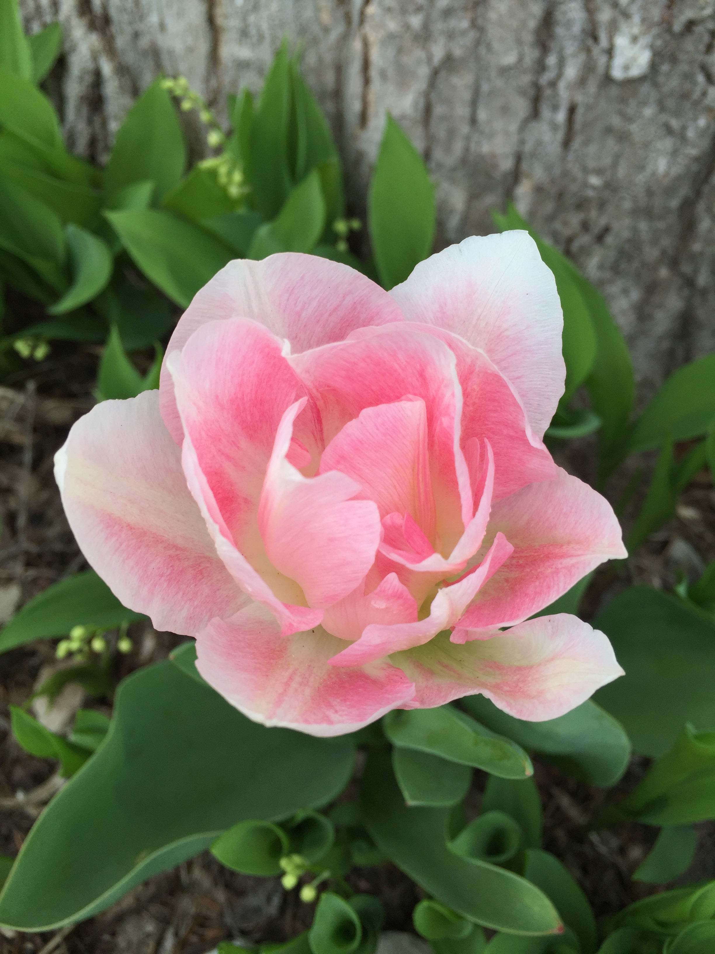 Pink Tulip.JPG