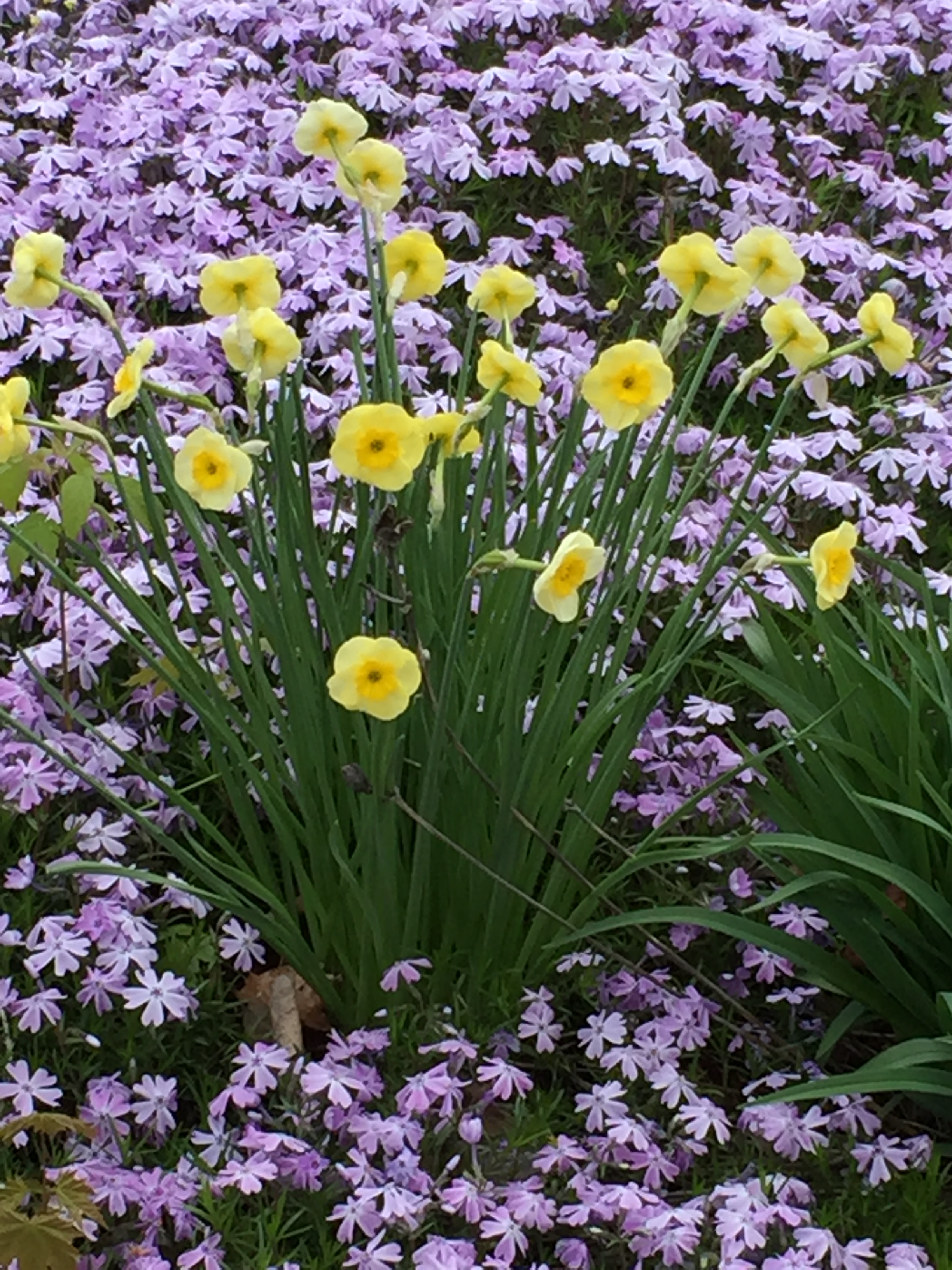 Daffs and Phlox.JPG