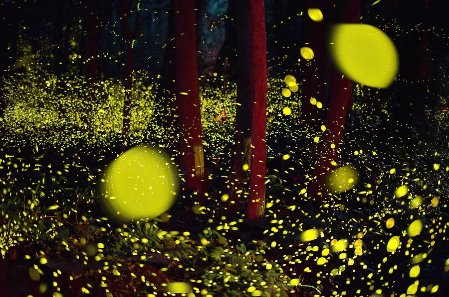 Auckland Arts Festival- 'Firefly'