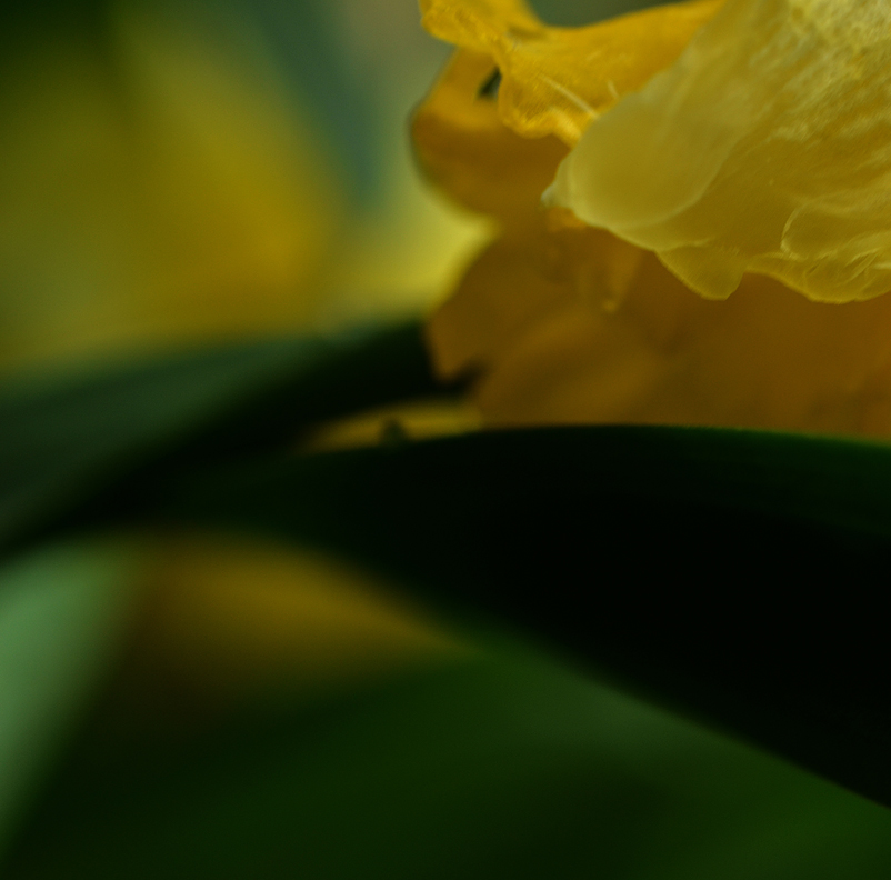daffodilsquarelores.jpg