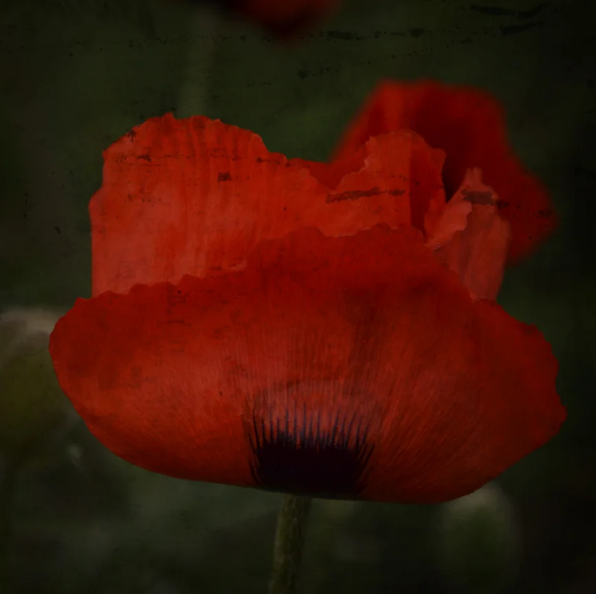 poppy01filterlores.jpg
