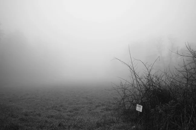 suchesfog2lores.jpg