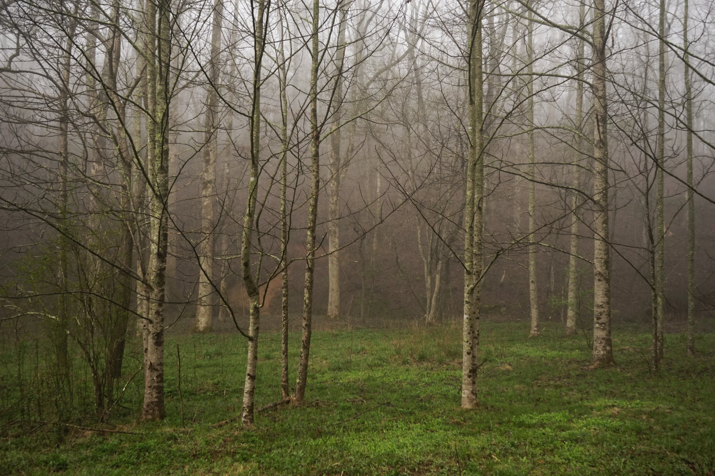greengrasstrees.jpg