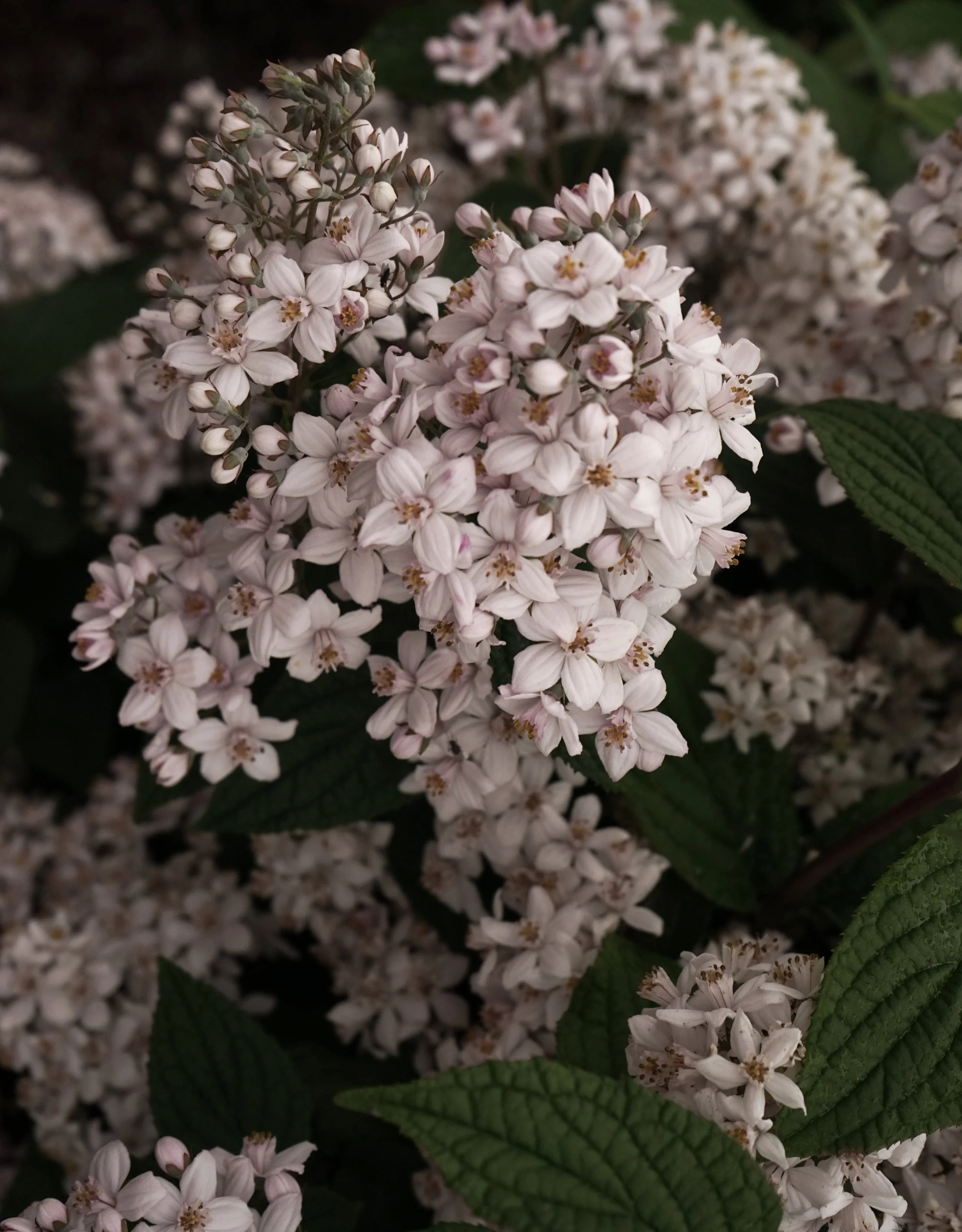 lilac11x14.jpg