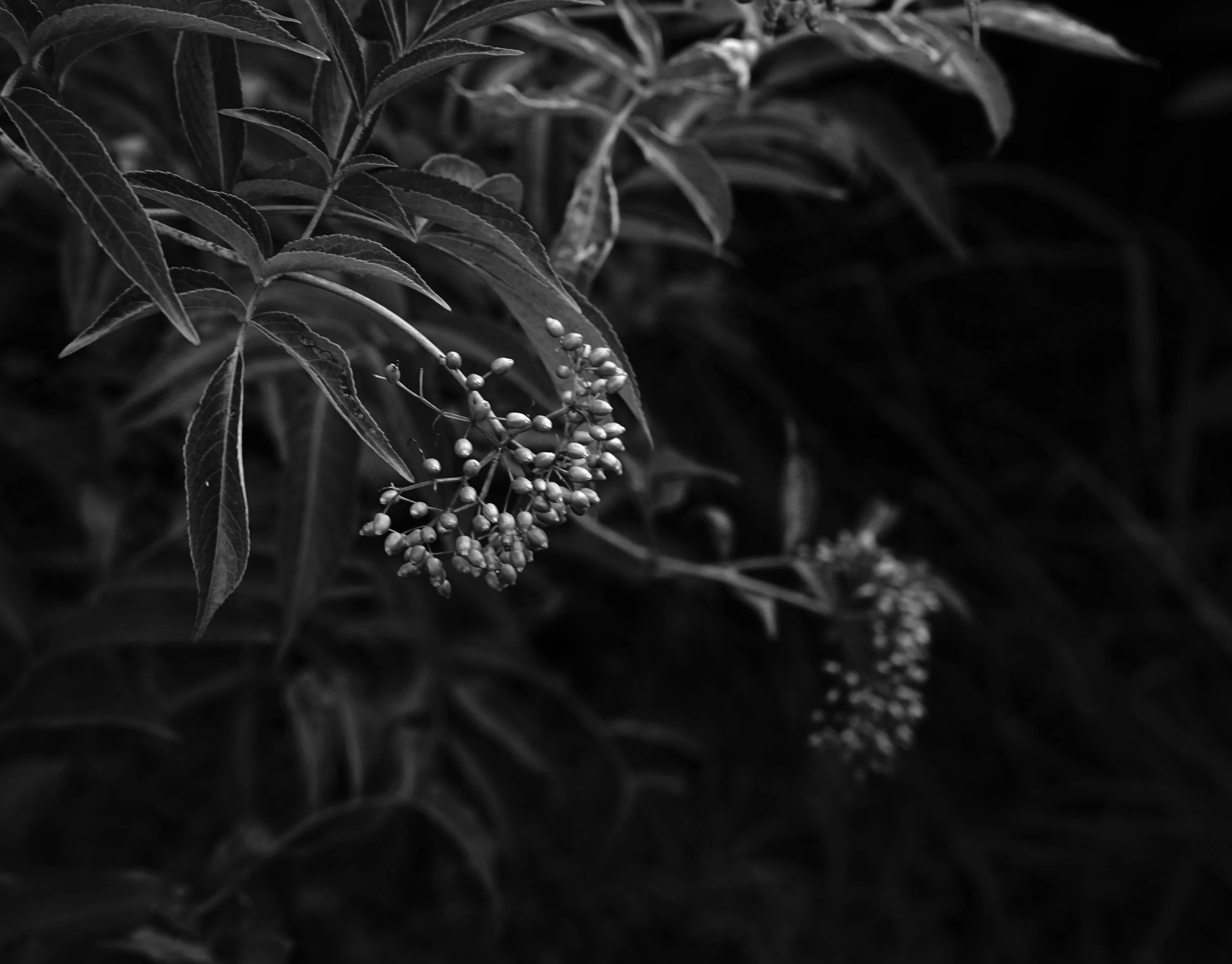 elderberrybw.jpeg